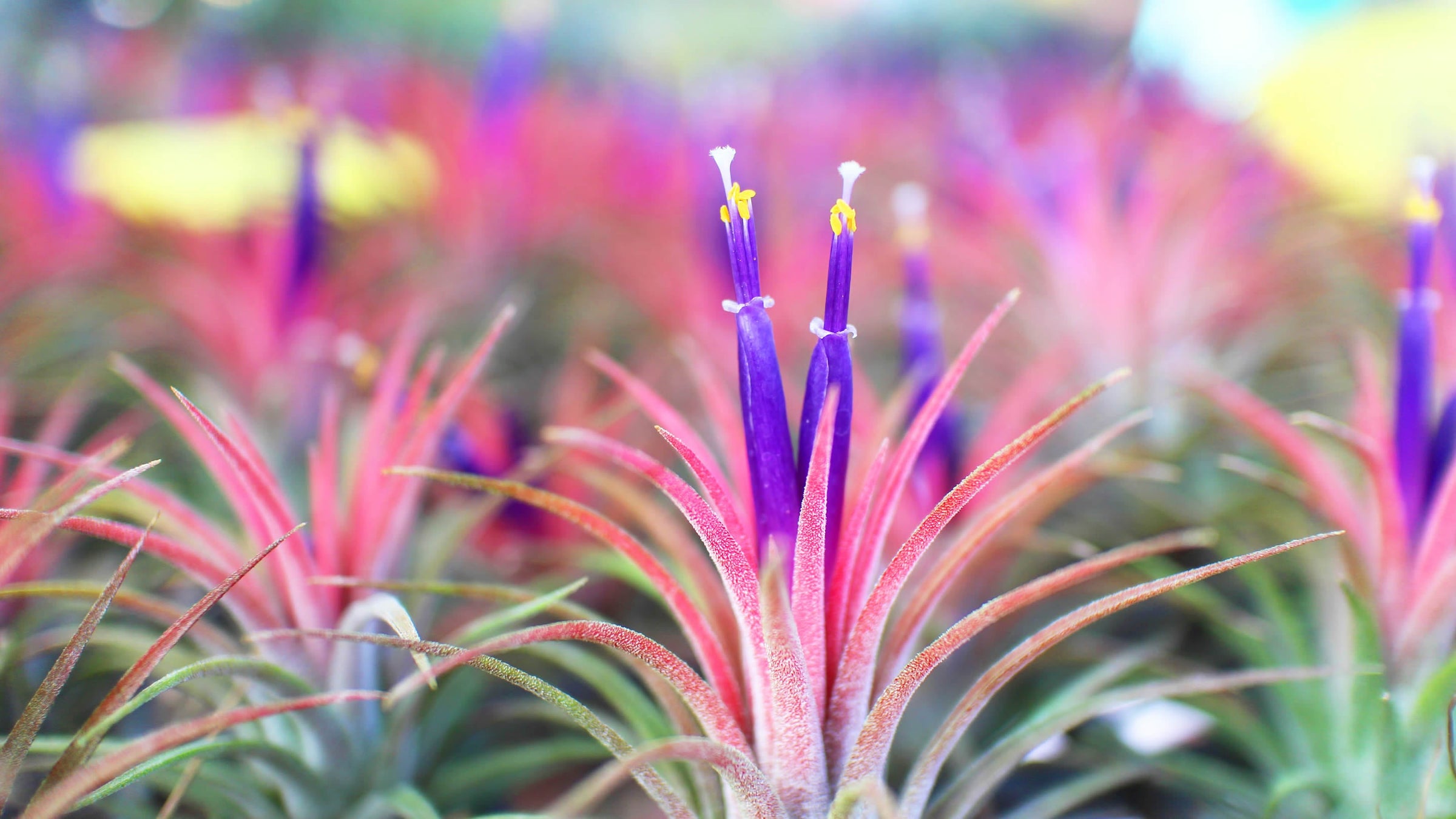 Tillandsia