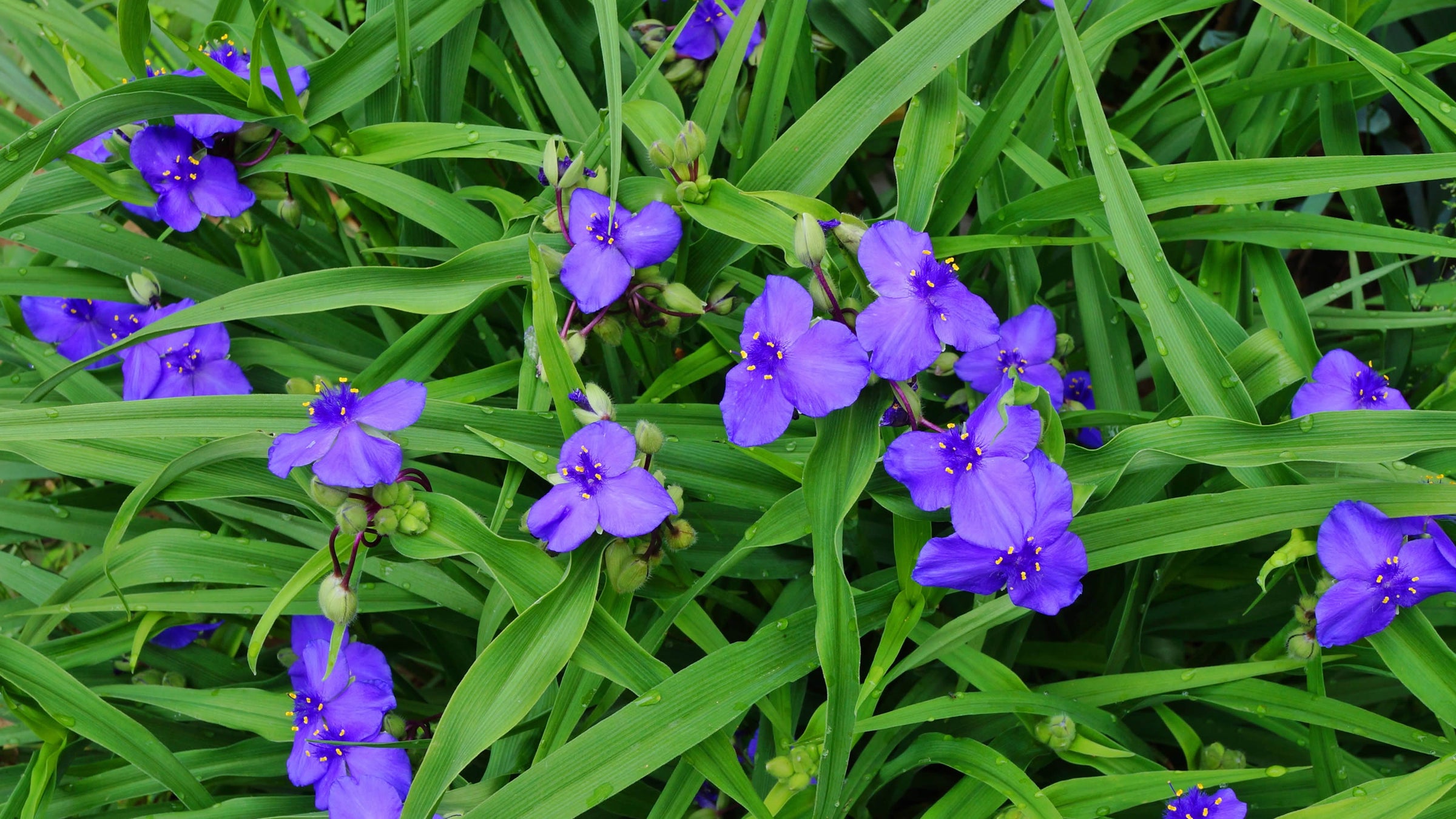 Tradescantia