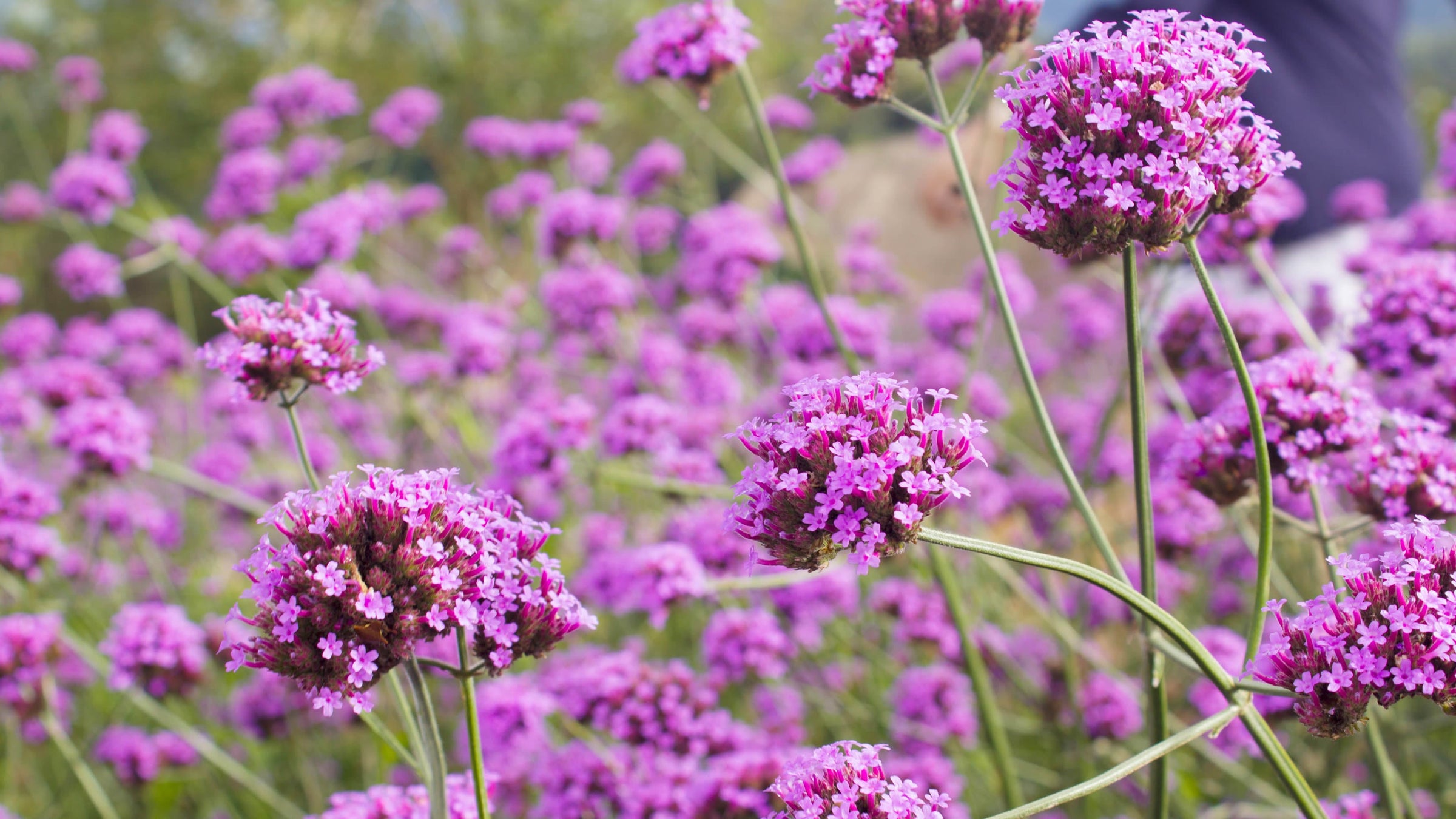 Verbena