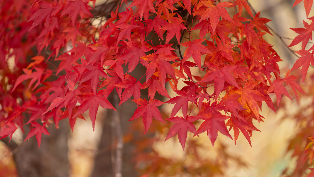 acer