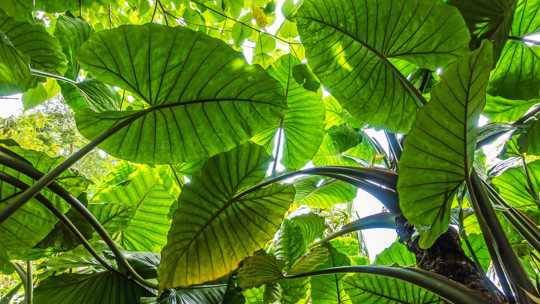 alocasia