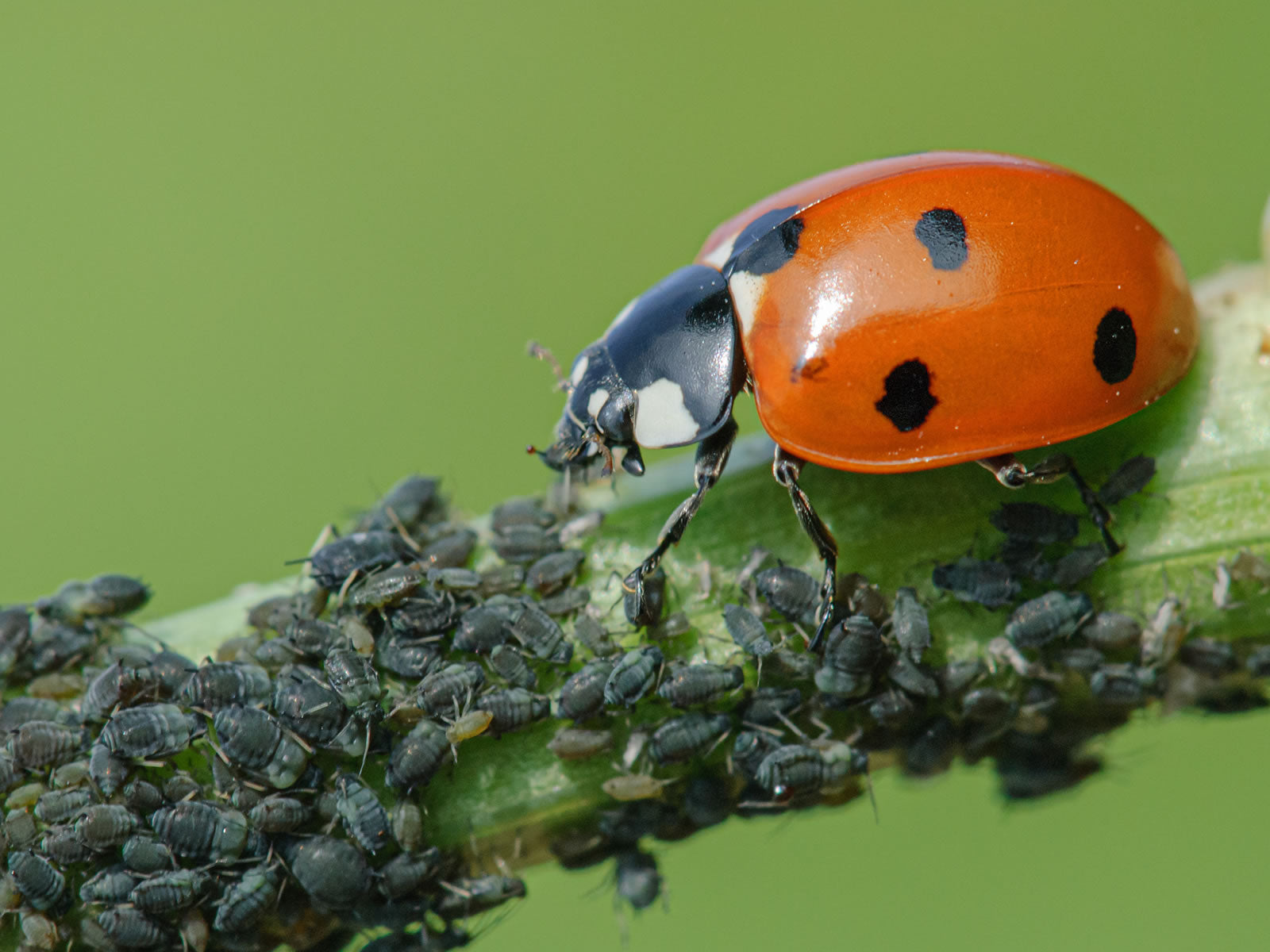 Biological Pest Control