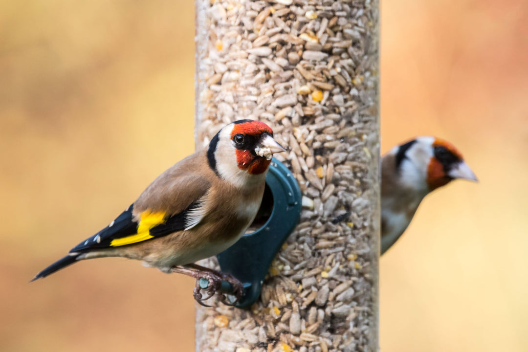 Wild Bird Food Mixes