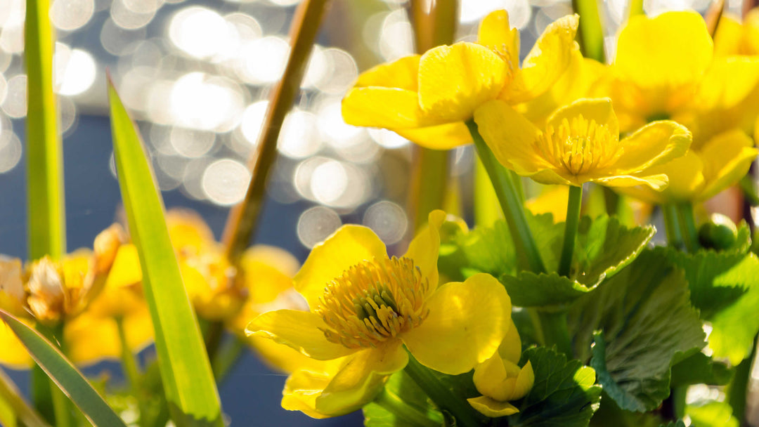 Caltha (Marsh Marigolds)
