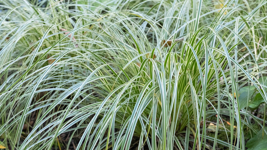 carex