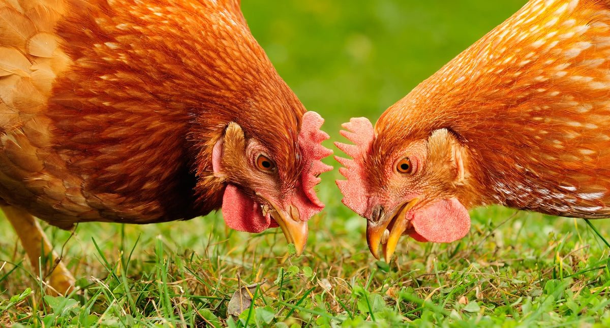 Chicken Food for Healthy Flocks: Livefood & Feed Mixes