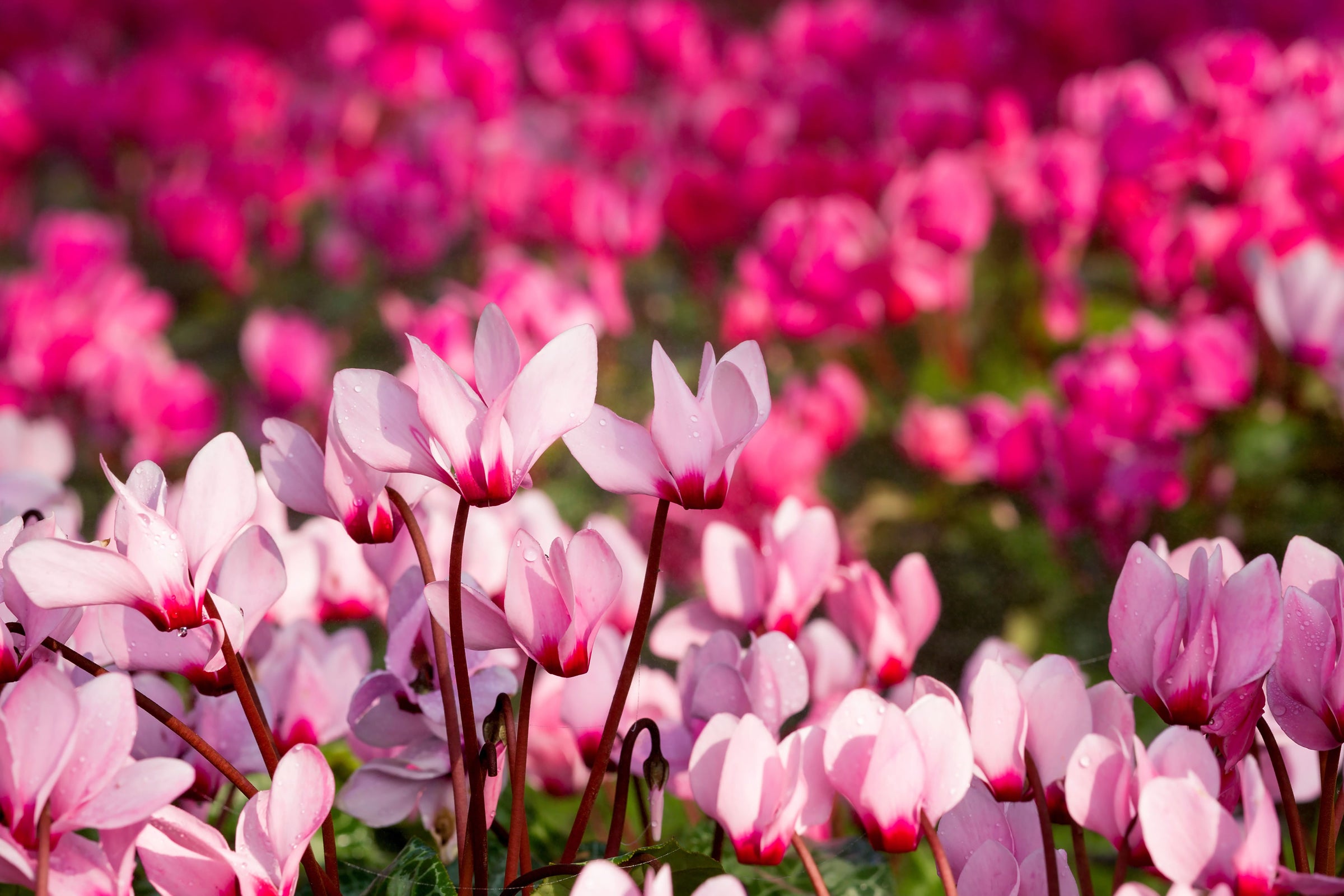 Cyclamen