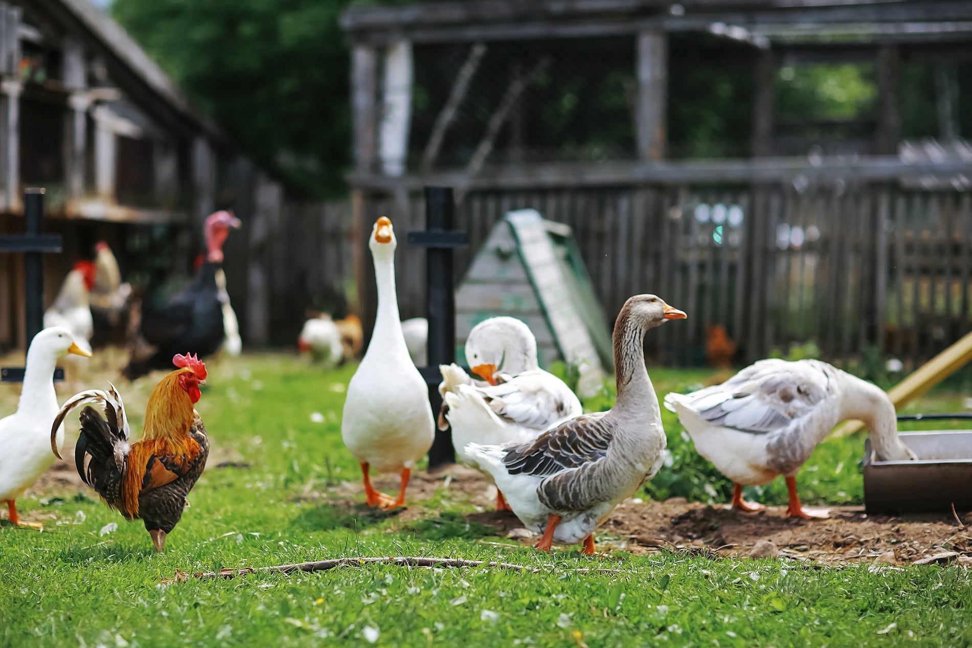 Goose In House Goose houses for cosy and secure homes for garden geese