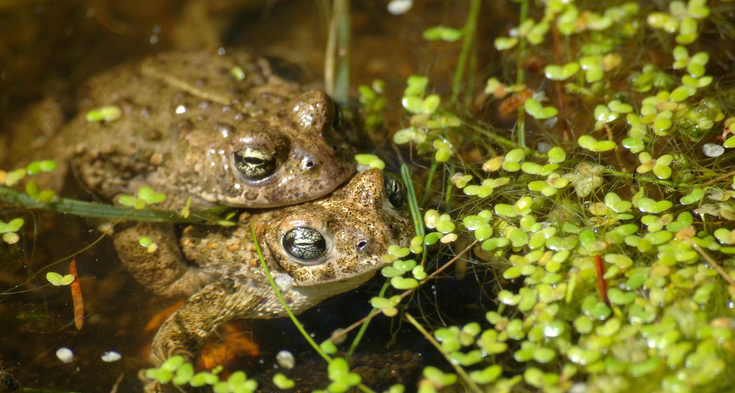 Amphibian Collection