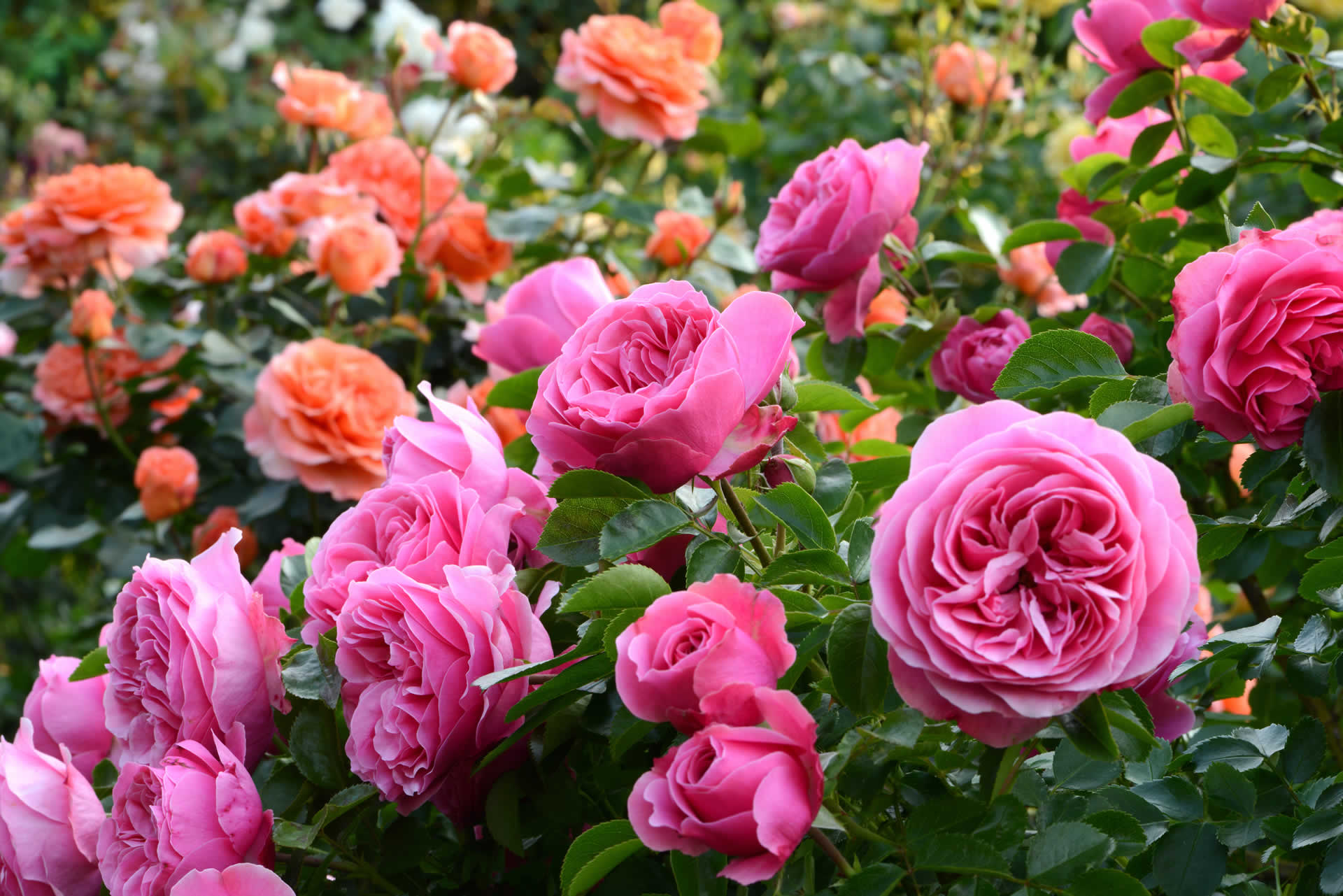 Buy 2 Get 1 Free Garden Plants