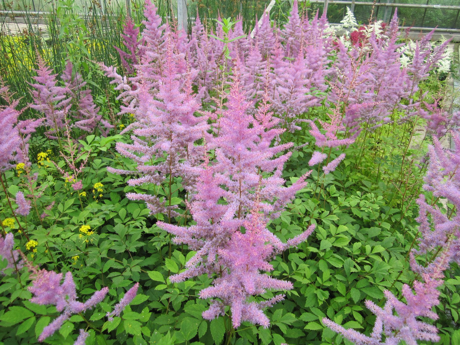 Bog Plants