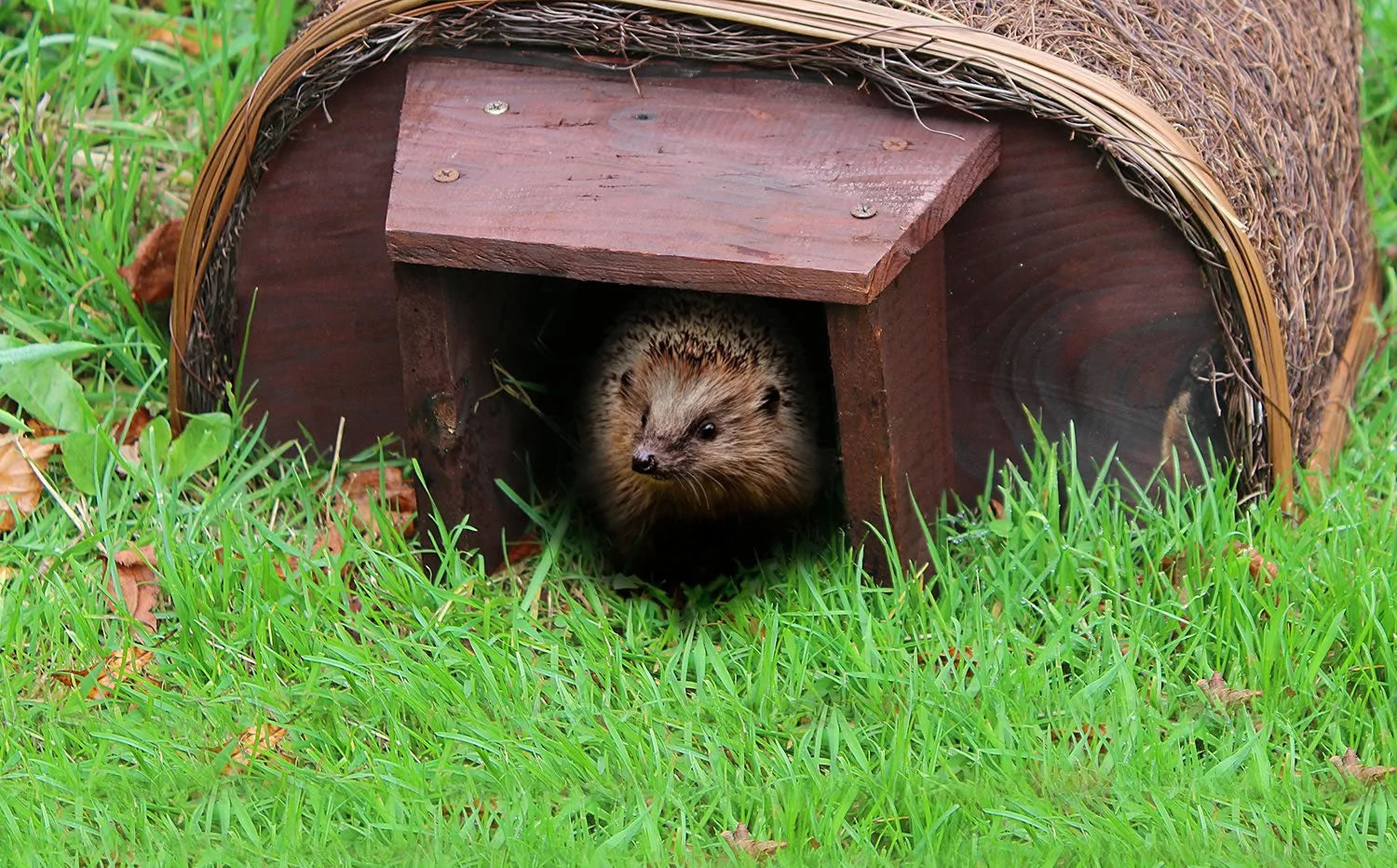 Hedgehog Houses