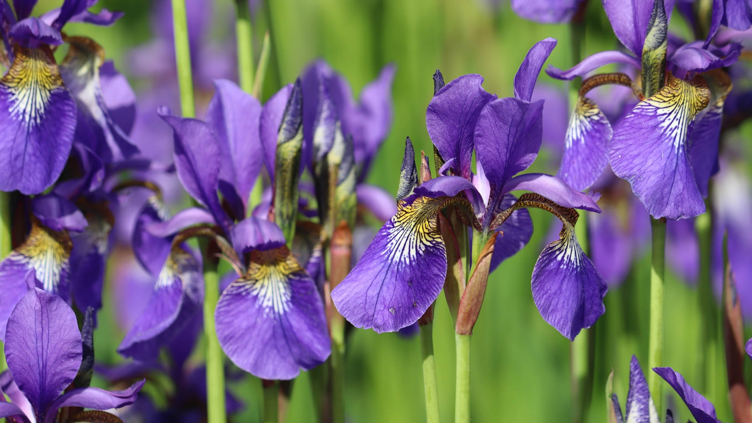 Iris
