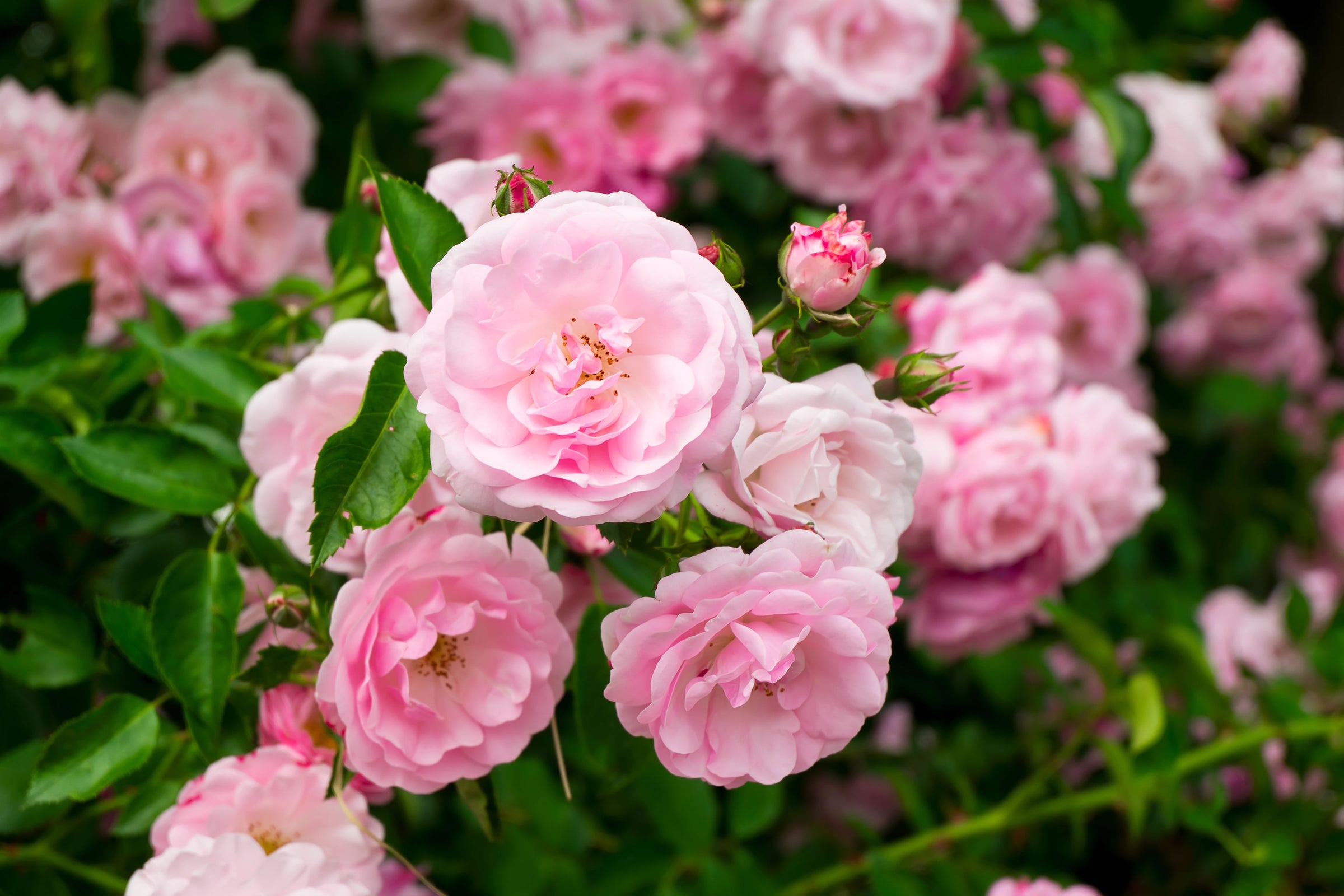 Ground Cover Roses