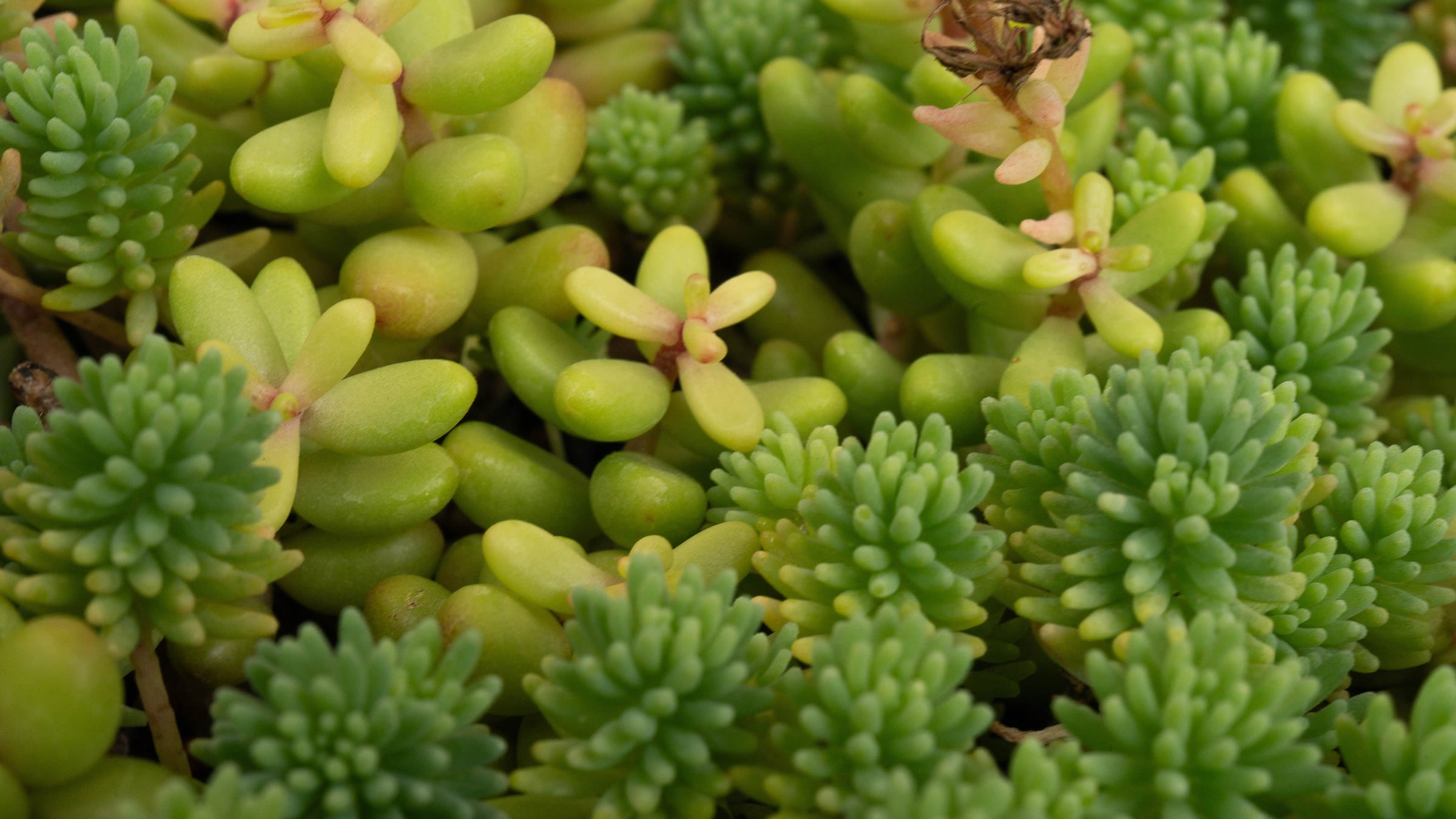 Sedum (Stonecrops)