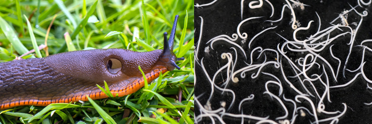 Slug Nematodes