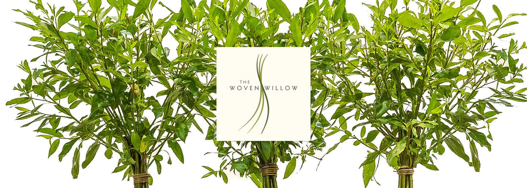 The Woven Willow