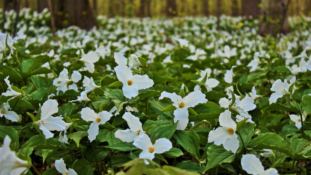 Trillium (Birthroots)