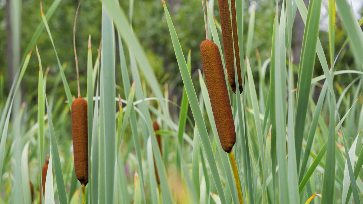 Typha (Bulrushes)