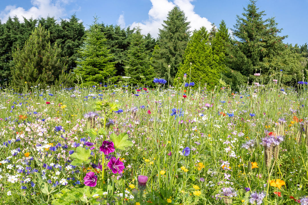 Wildflower Seeds