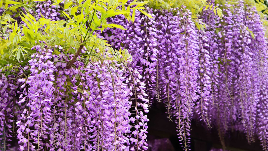 Wisteria