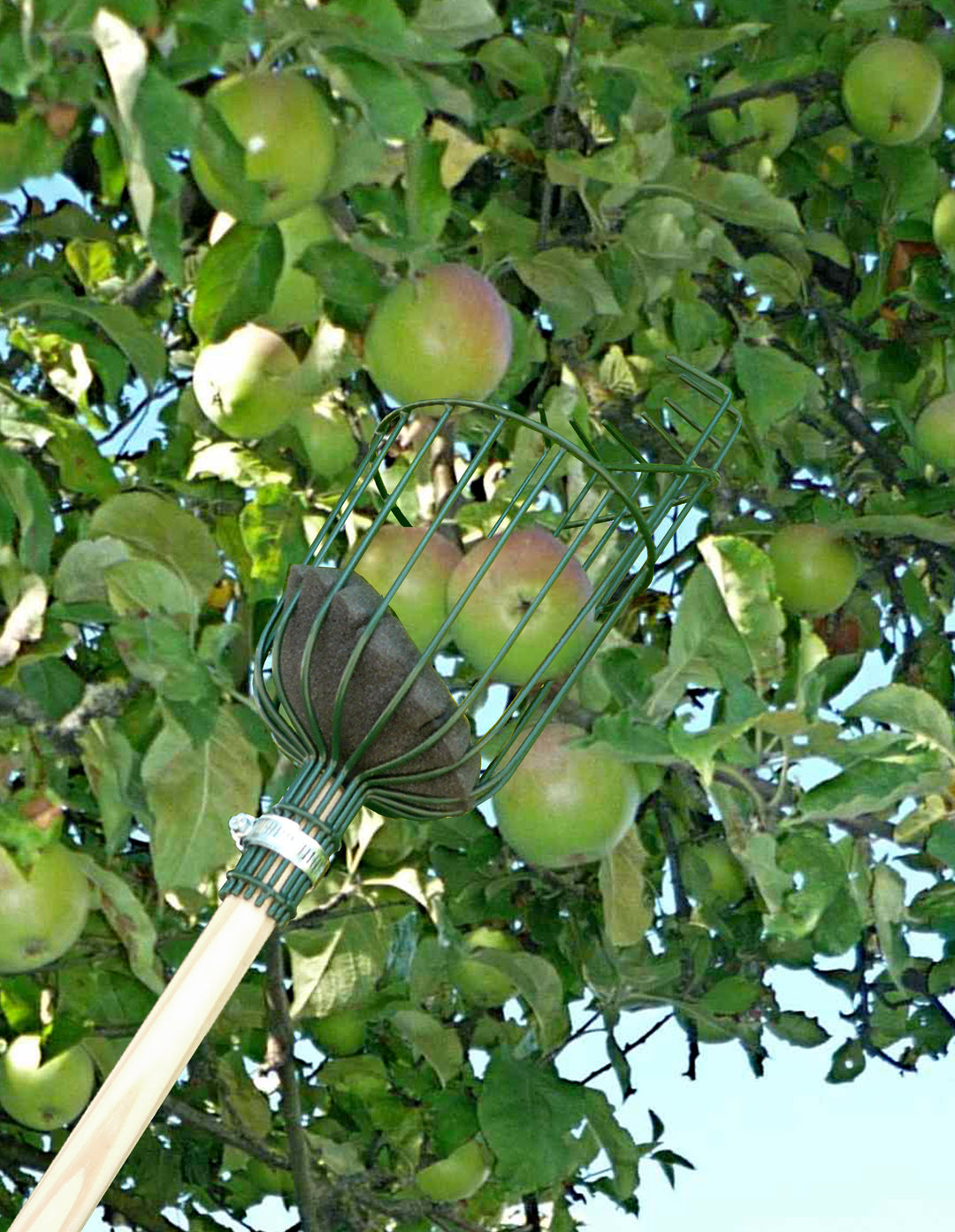 Apple Picker