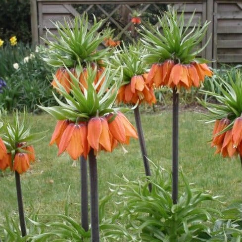 Fritillaria imperialis Garland Star