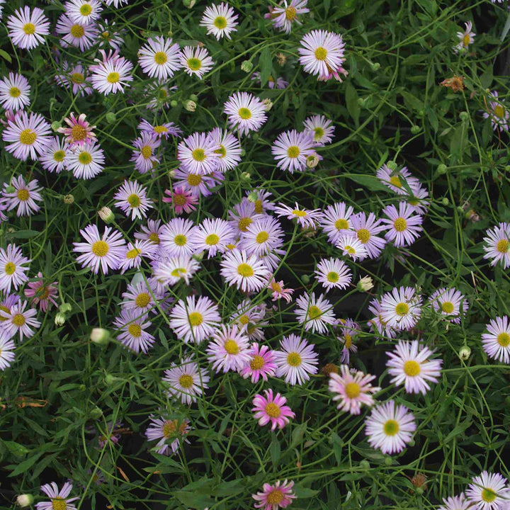 Erigeron karvinskianus 'Lavender Lady'