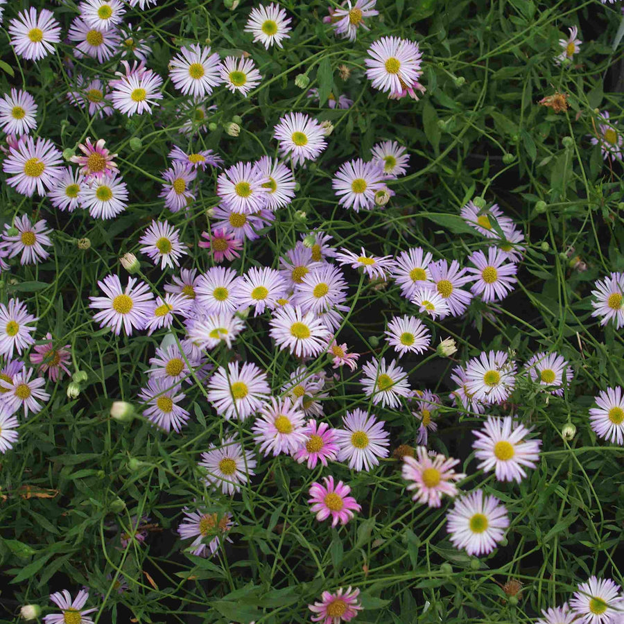 Erigeron karvinskianus 'Lavender Lady'
