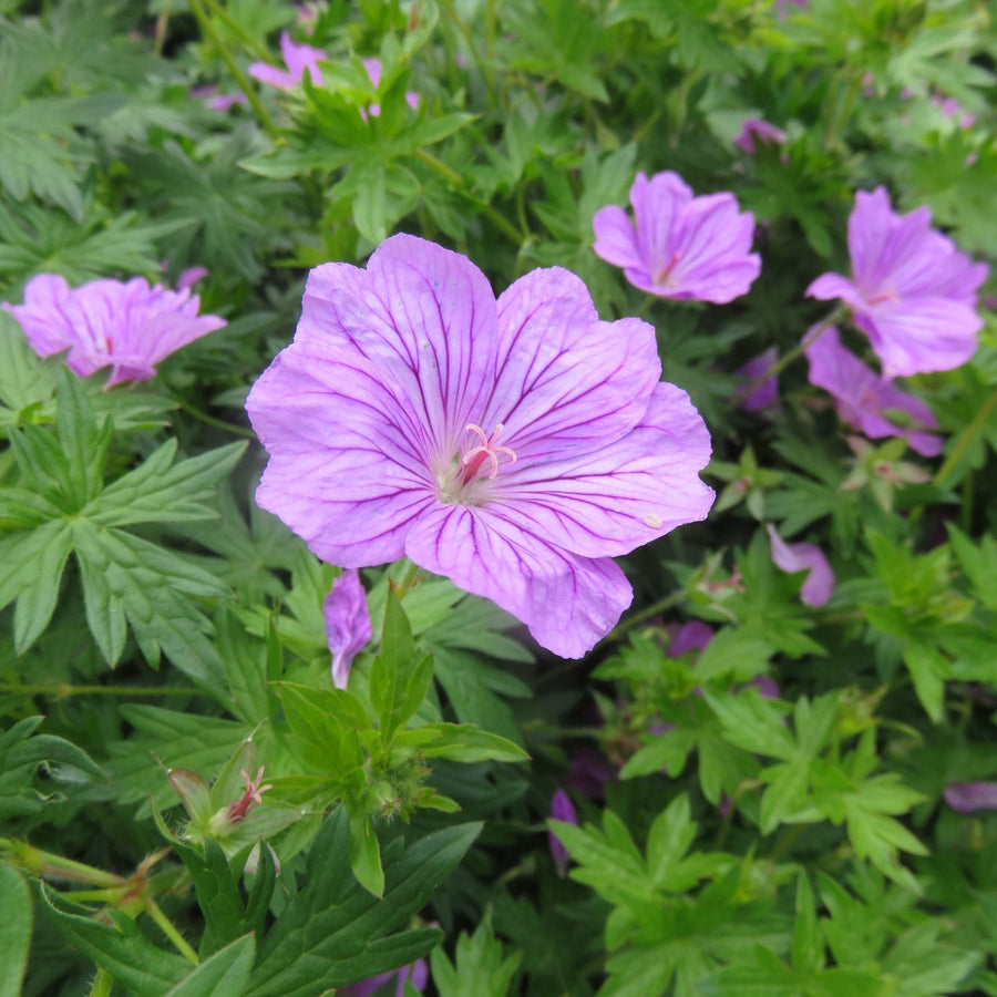 Geranium 'Blushing Turtle'