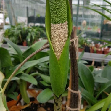 Buy Amorphophallus nepalensis Tubers online