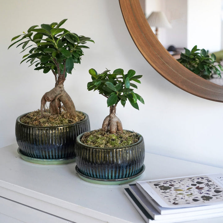 Ivyline Round Bonsai Planter 2 Set