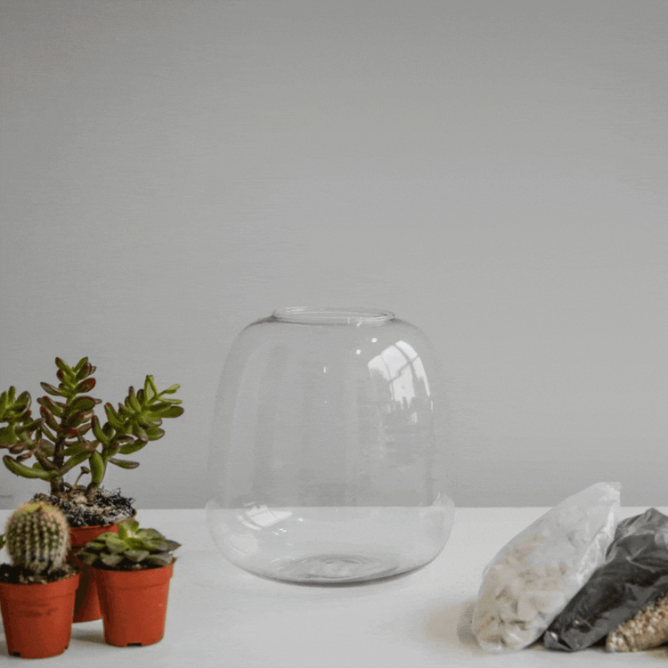 Ivyline Bowl Shape Terrarium DIY Kit