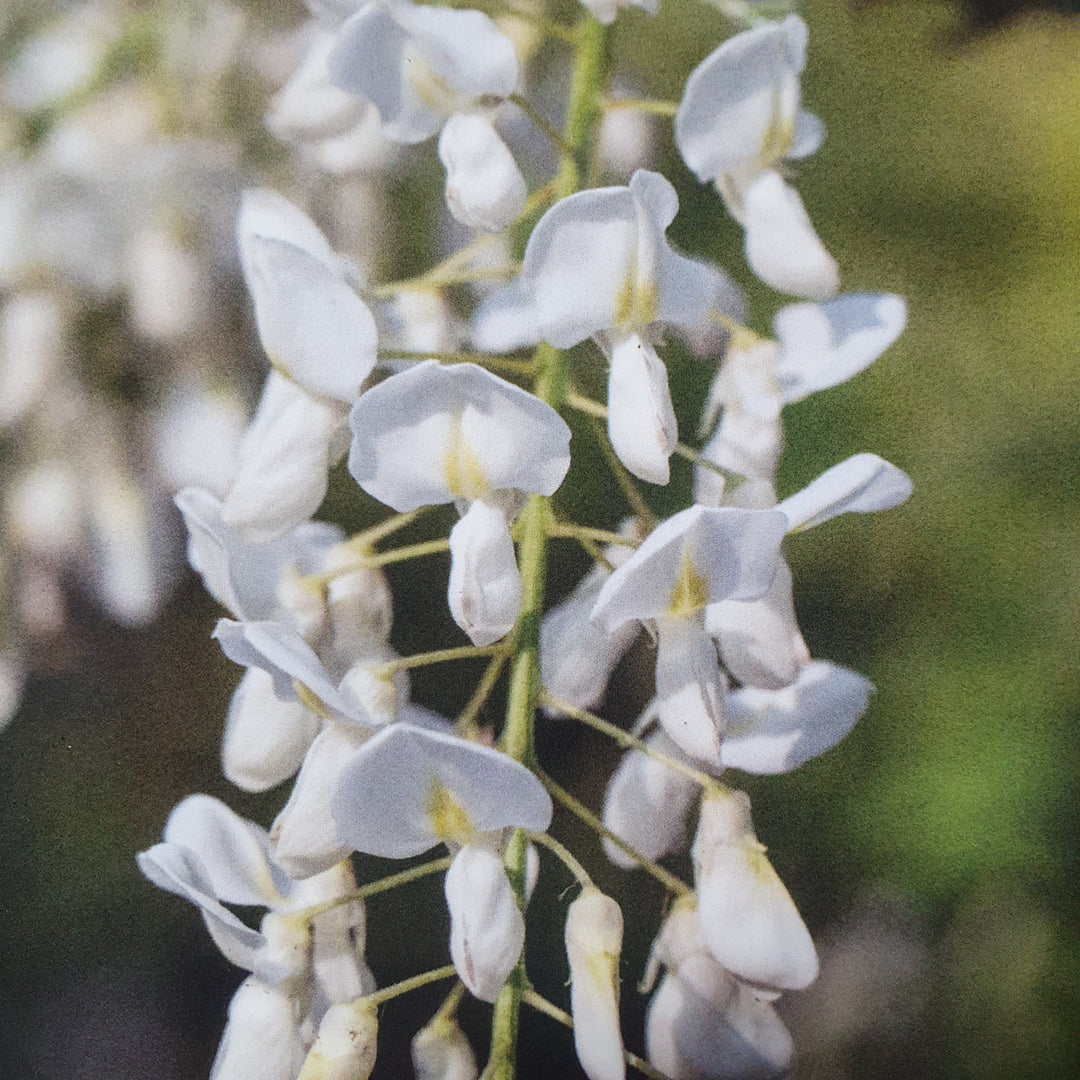 Wisteria sinensis 'Alba'