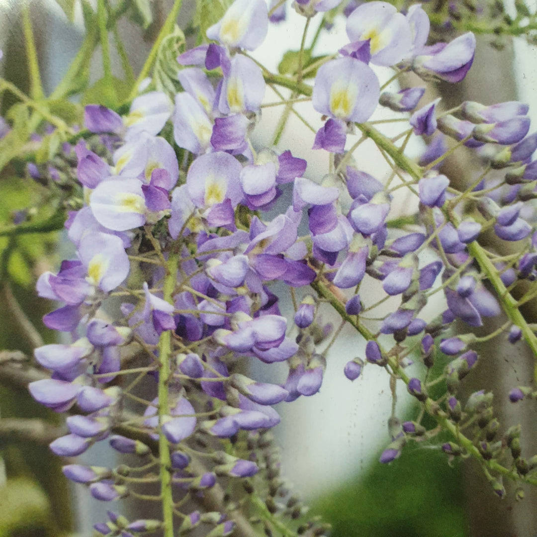 Wisteria floribunda 'Domino'