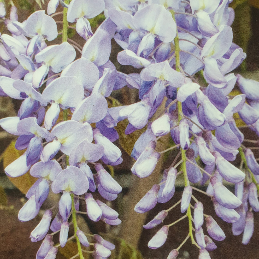 Wisteria sinensis 'Prolifica'