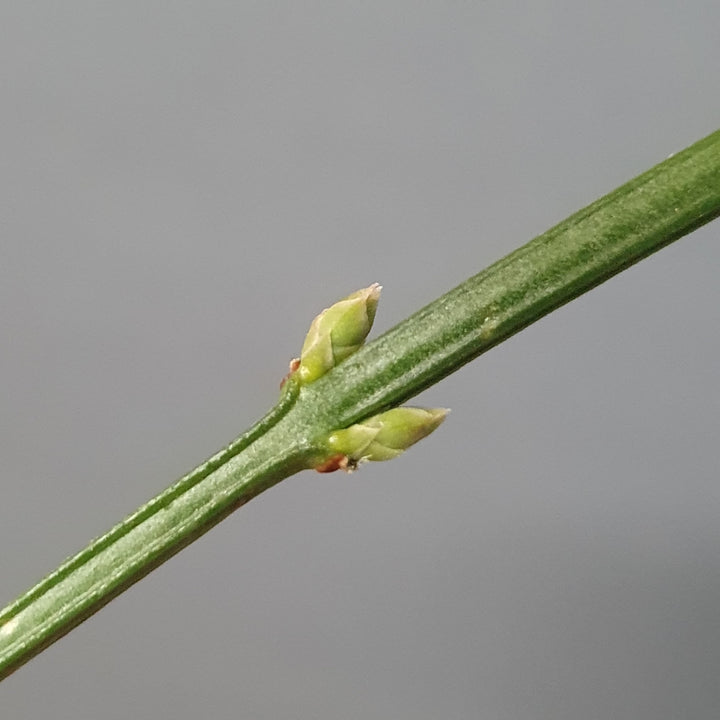 Winter Jasmine (Jasminum nudiflorum)