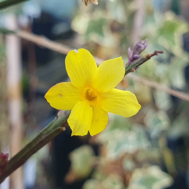 Winter Jasmine (Jasminum nudiflorum)