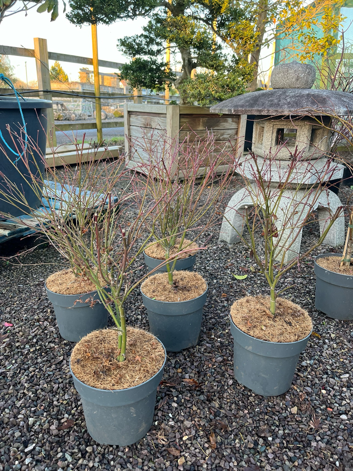 Acer palmatum 'Little Princess'