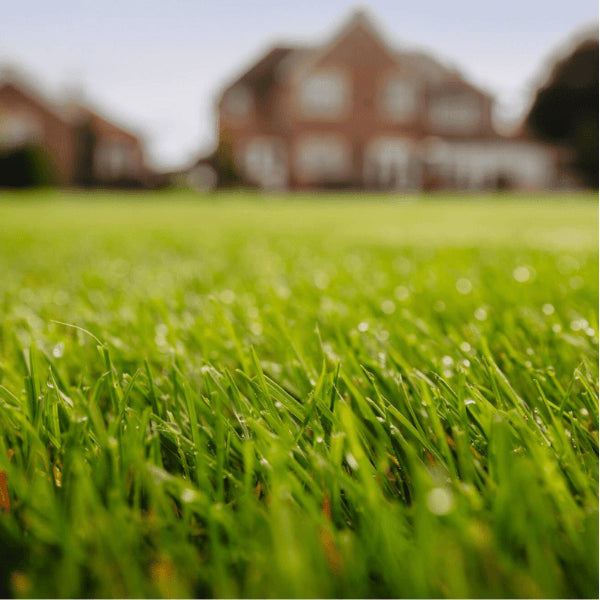 Rolawn Medallion Premium Lawn Seed