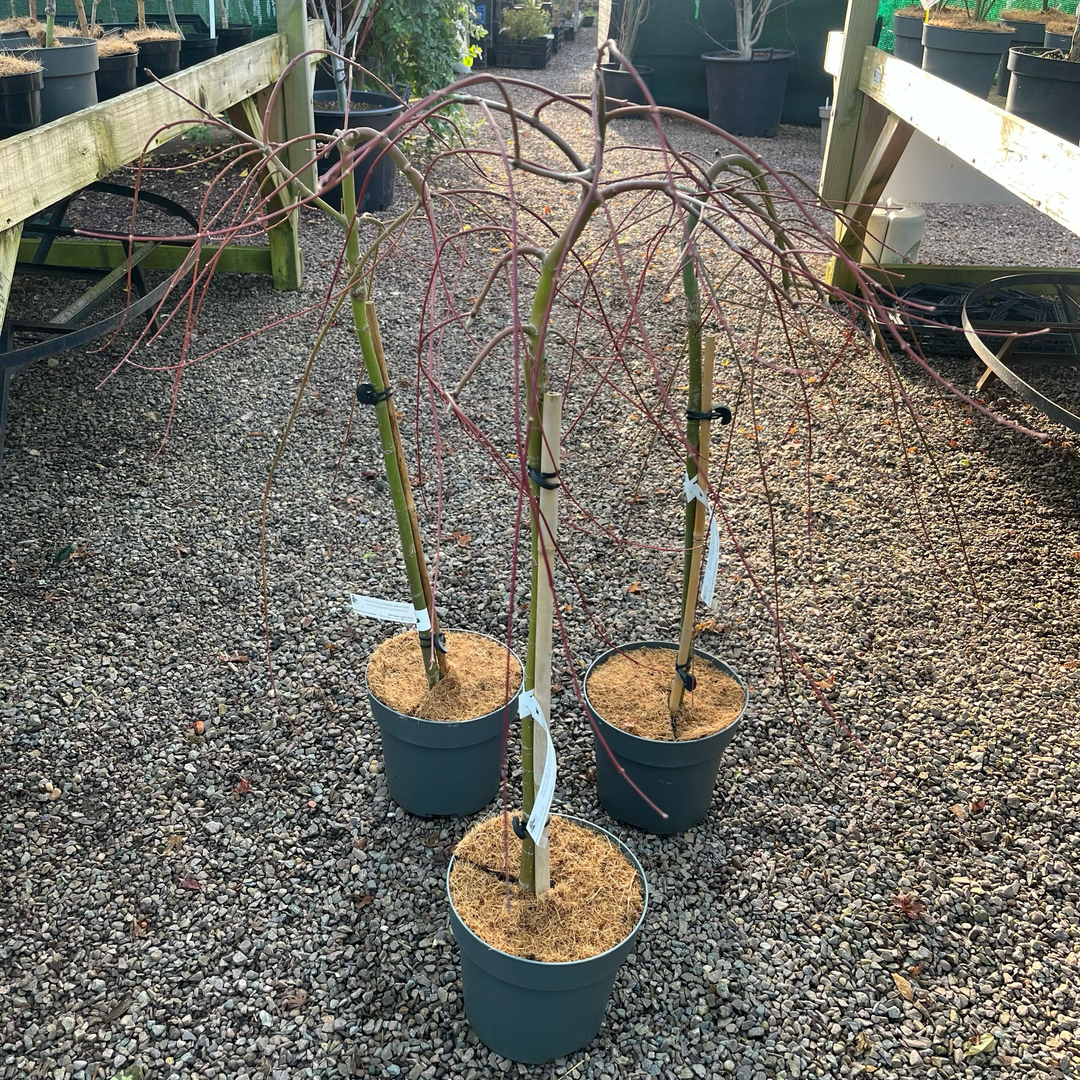 Acer palmatum 'Ryusen'