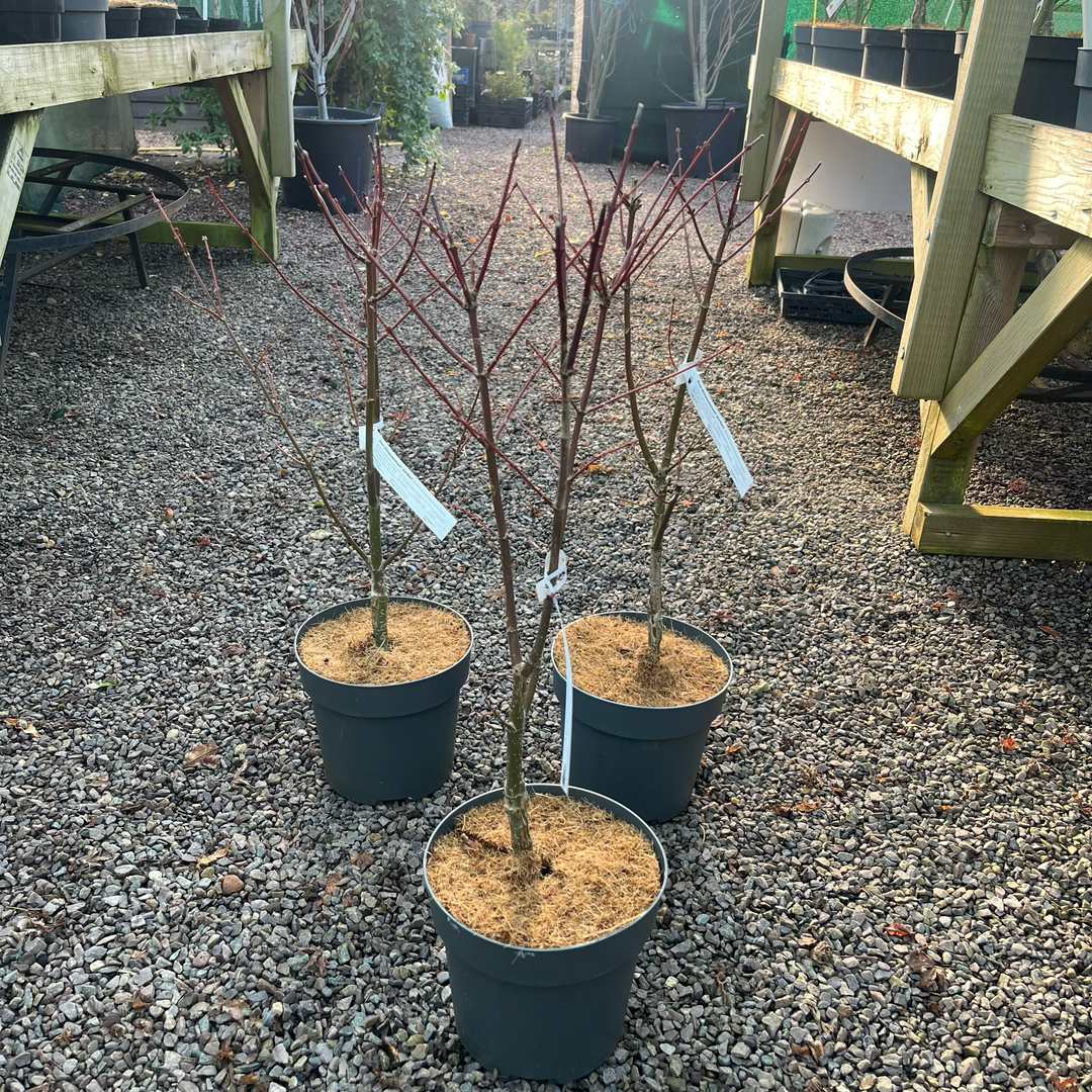 Acer shirasawanum 'Jordan'