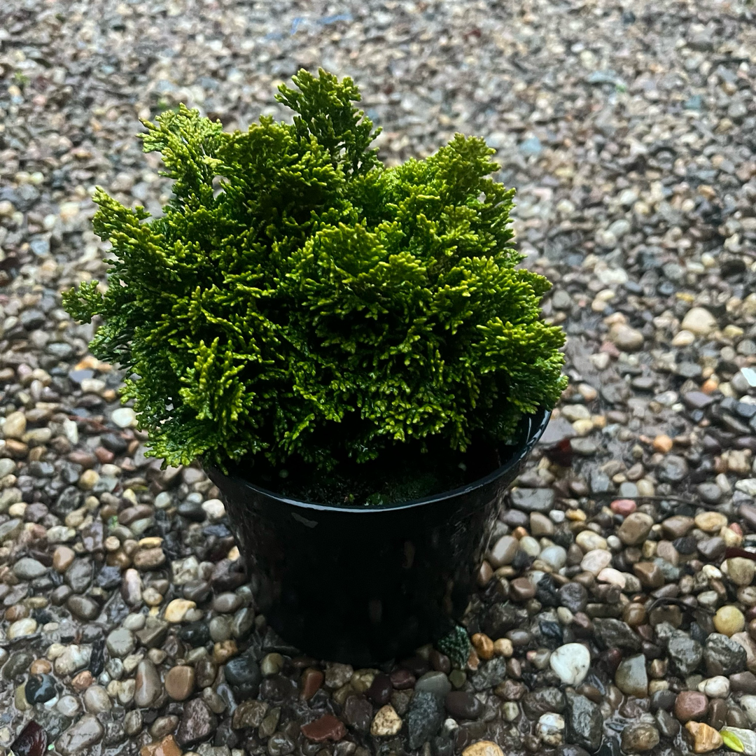 Chamaecyparis obtusa 'Gold Nugget'