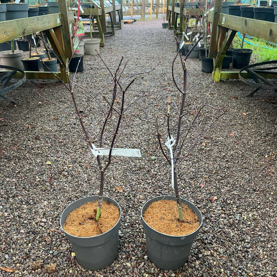 Acer palmatum 'Black Lace'