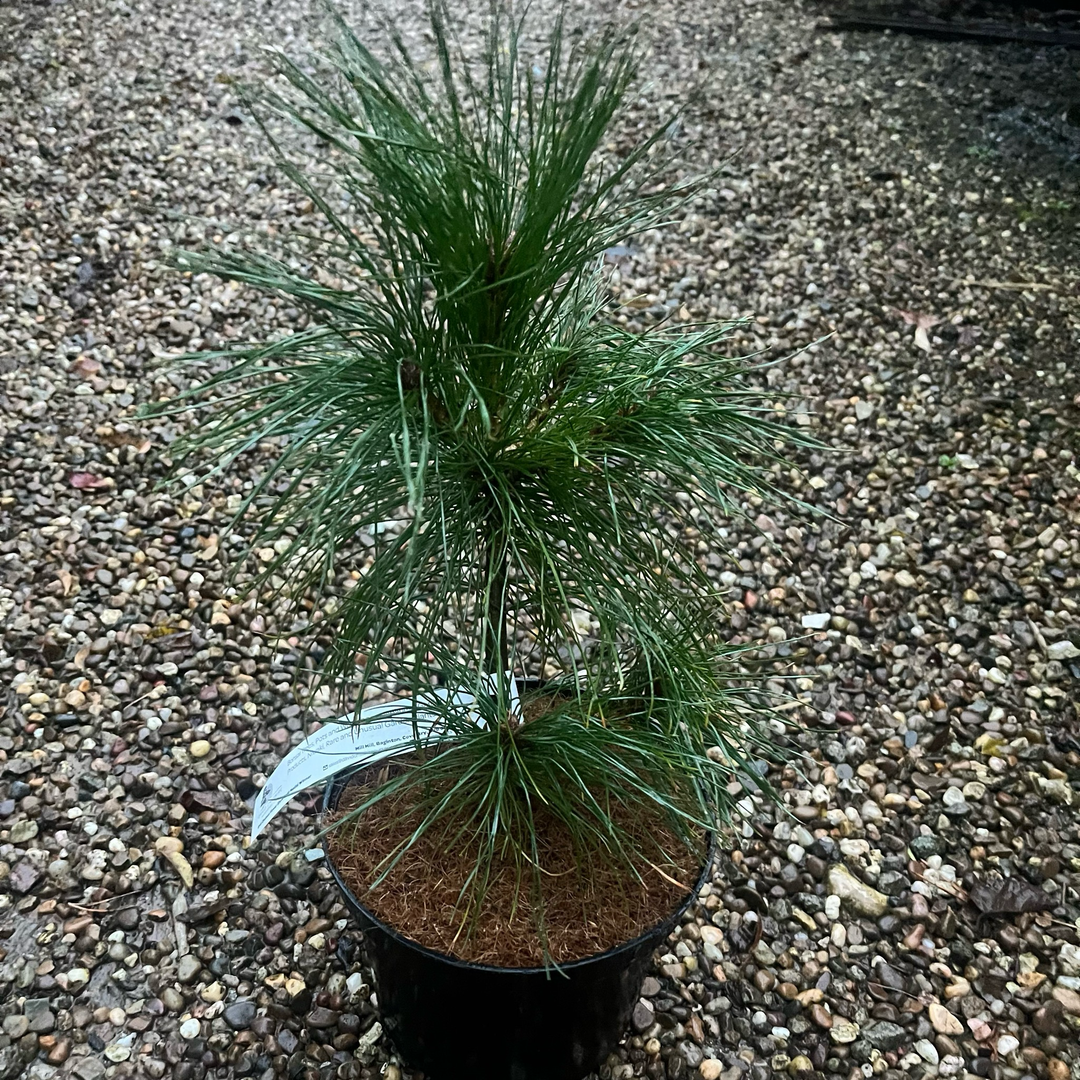 Pinus wallichiana