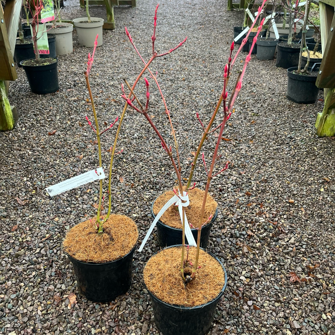 Acer conspicuum 'Flamingo'