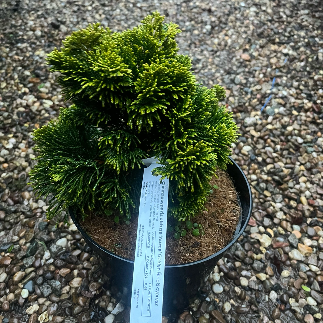 Chamaecyparis obtusa 'Aurea'