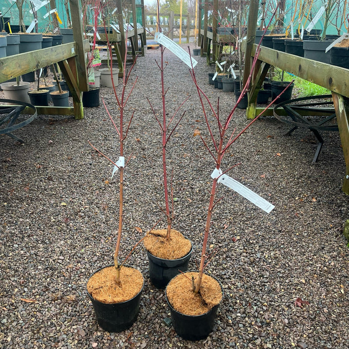 Acer cappadocicum 'Rubrum'