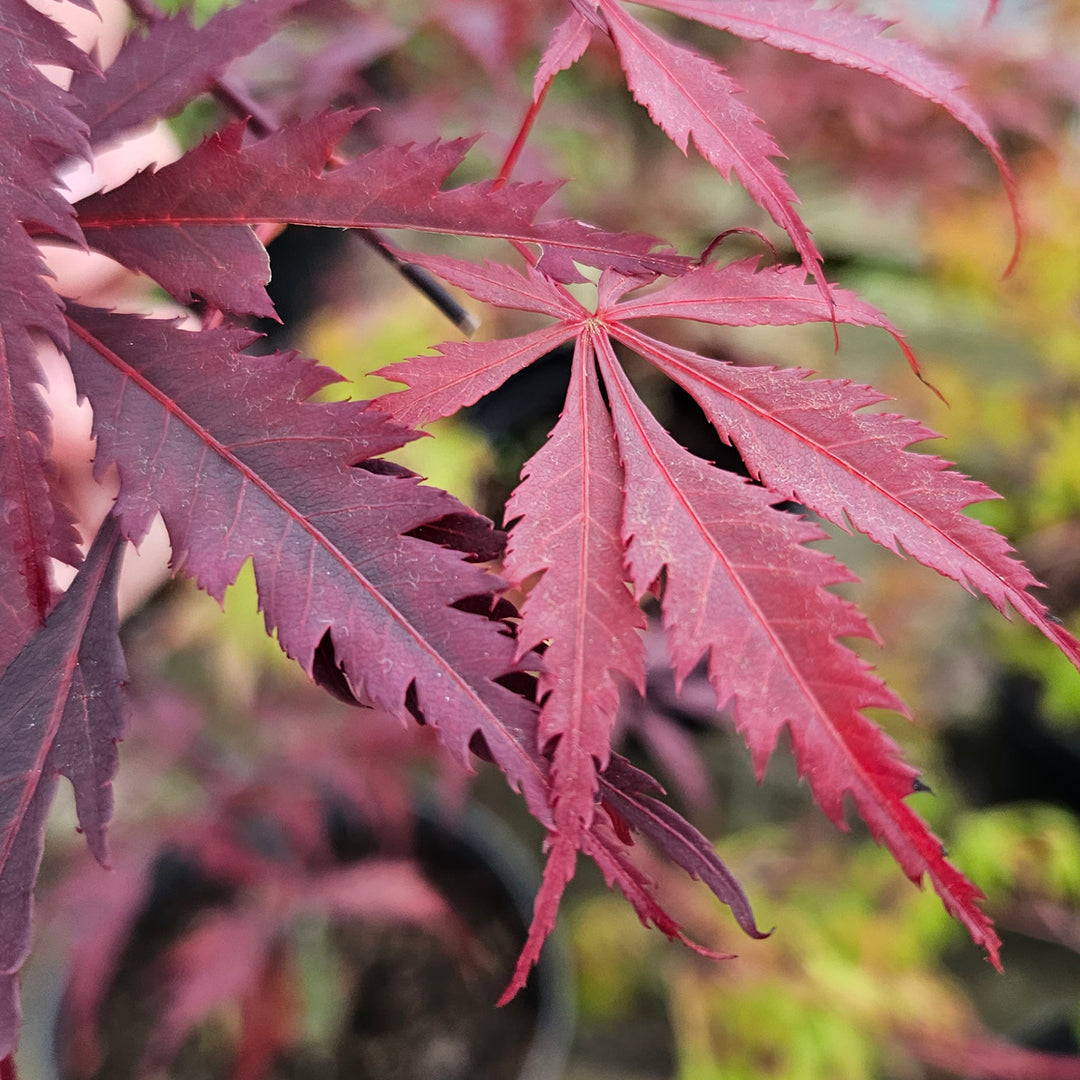 Acer palmatum 'Black Lace'