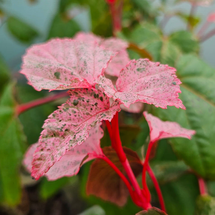 Acer conspicuum 'Flamingo'